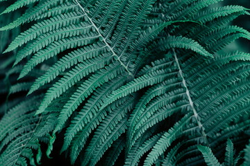 Perfect natural fern pattern. Beautiful background made with young green fern leaves. Juicy emerald color.