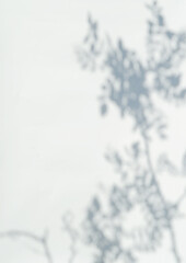 Defocused abstract texture. Blurred shadows of trees on white background
