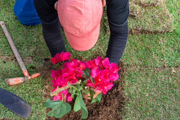 Jardineiro plantando flores buganviles