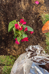 Flores recem planadas na natureza