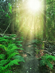 A beautiful misty whimsical fantasy forest path with sunbeams and fern leaves. 