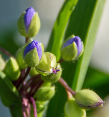 Obraz premium buds of lilac