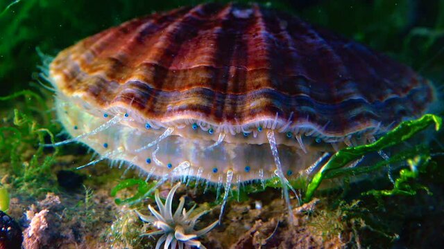Black Sea mollusk Scallop (Flexopecten ponticus)