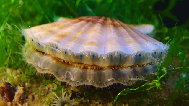 Black Sea mollusk Scallop (Flexopecten ponticus)