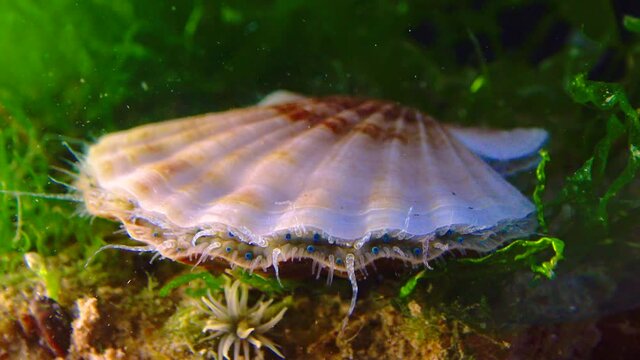 Black Sea mollusk Scallop (Flexopecten ponticus)