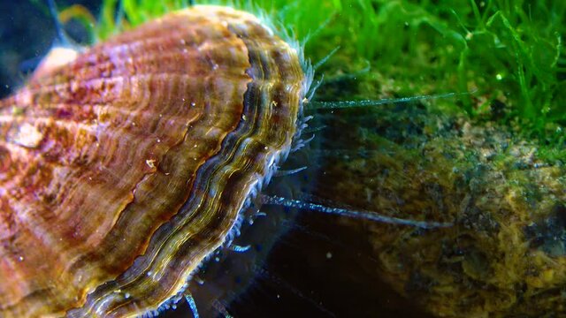 Black Sea mollusk Scallop (Flexopecten ponticus)