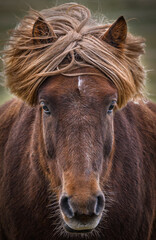 Icelandic horse