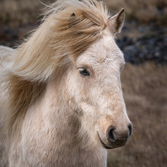 Icelandic horse