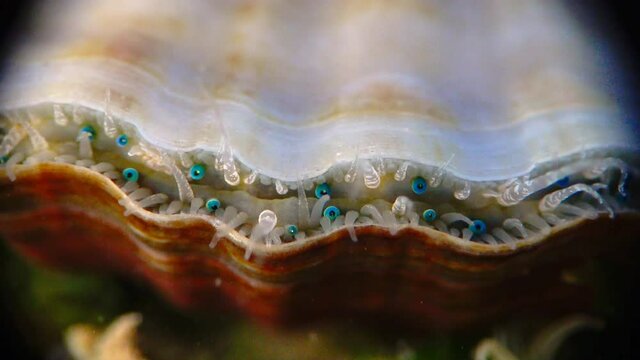 Black Sea mollusk Scallop (Flexopecten ponticus). Small blue eyes and tentacles on the mantle of a bivalve mollusk