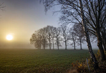 Fototapeta na wymiar Morgensonne im Nebel