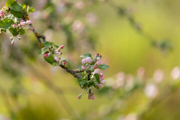 blooming tree in spring