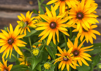 Yellow Rudbeckia coneflowers, black-eyed-susans flowers close-up. Rudbeckia in the garden.