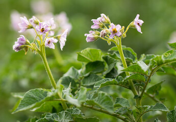 Blooming potato field with flowers. Green field of potatoes.