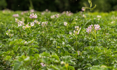 Blooming potato field with flowers. Green field of potatoes.