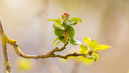 Apple blossoms in sunny light