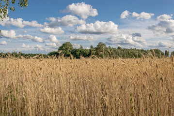 Field and sky with white clouds. Picturesque rural landscape.