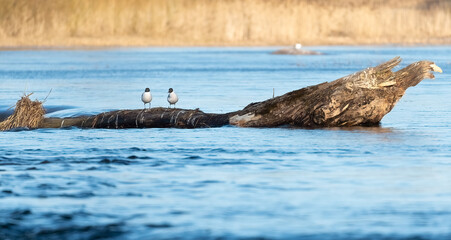 Two seaguls on a log in the river. Venta, Kuldiga, Latvia