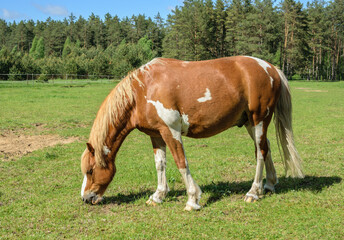 Naklejka na ściany i meble A light brown horse with white spots eats grass with its head bowed low