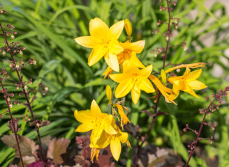 Yellow bright flowers, citron day-lily or long yellow day-lily.