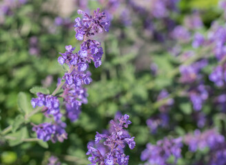 Field of Lavender, Lavandula angustifolia, Lavandula officinalis