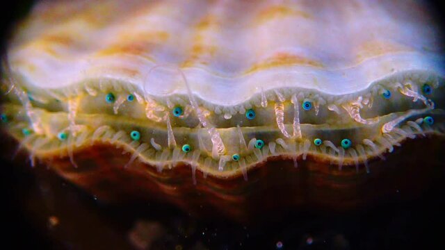 Black Sea mollusk Scallop (Flexopecten ponticus). Small blue eyes and tentacles on the mantle of a bivalve mollusk