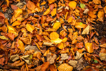 A carpet of autumn leaves