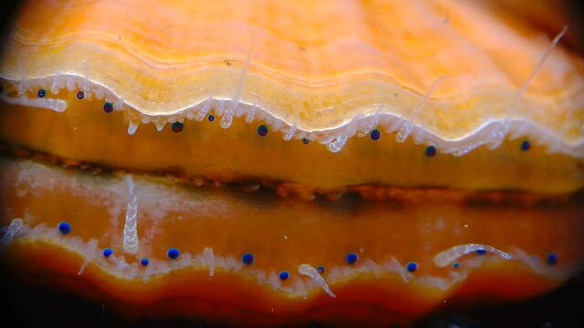 Black Sea mollusk Scallop (Flexopecten ponticus). Small blue eyes and tentacles on the mantle of a bivalve mollusk