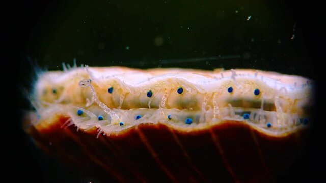 Black Sea mollusk Scallop (Flexopecten ponticus). Small blue eyes and tentacles on the mantle of a bivalve mollusk