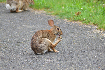 Funny Rabbit  in the park