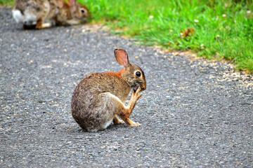 Funny Rabbit  in the park