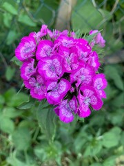 flowers in the garden