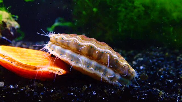 Black Sea mollusk Scallop (Flexopecten ponticus)