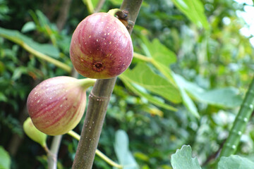 イチジク　ドーフィン