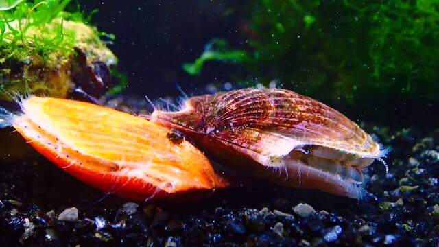 Black Sea mollusk Scallop (Flexopecten ponticus)
