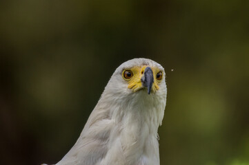 Close up portrait of an isolated African fish eagle (haliaeetus vocifer) head