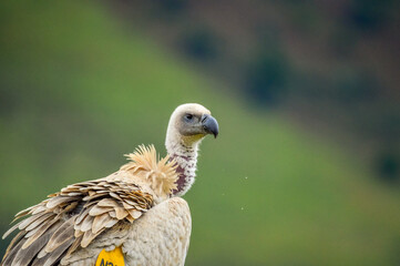 Cape vulture or Cape griffon vulture head portrait in South Africa