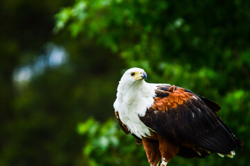 African fish eagle - a large bird of prey known as haliaeetus vocifer perched on a tree