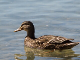 duck in the water