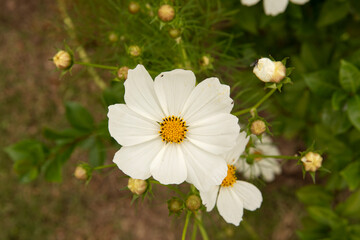 Flower background. Top view of a Cosmo bipinnatus daisy, also known as Mexican Aster, spring blooming flower of white petals, growing in the park.