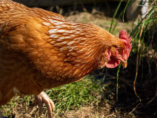 Closeup of a chicken