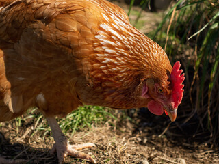 Closeup of a chicken