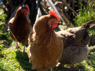 Chicken in farm