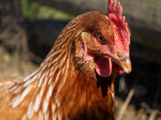 Close up of a chicken