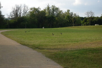 Un groupe d'oiseaux sur la pelouse