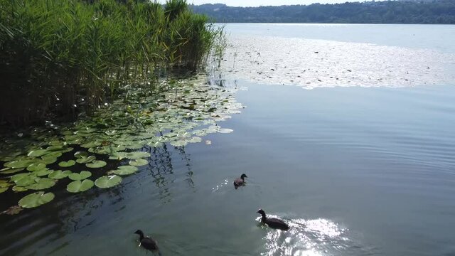 Landscape near Alserio Lake, Lombardy, Como