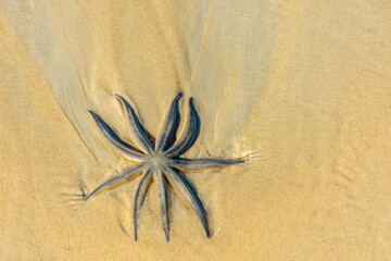 Estrela do mar livre na areia da praia