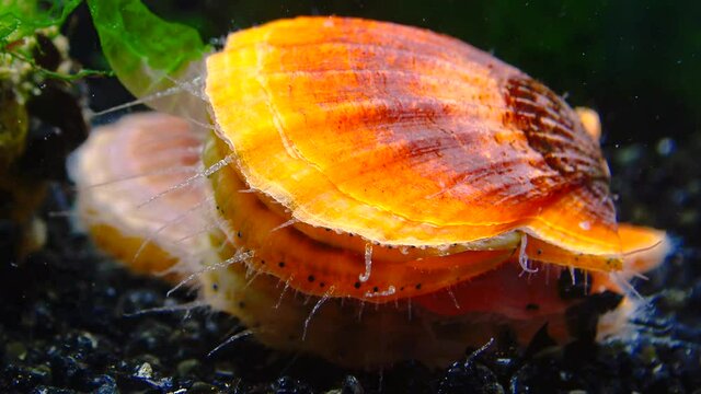 Black Sea mollusk Scallop (Flexopecten ponticus)