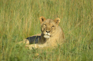 A Brown lioness waiting for it's pride in Pilanesberg national park