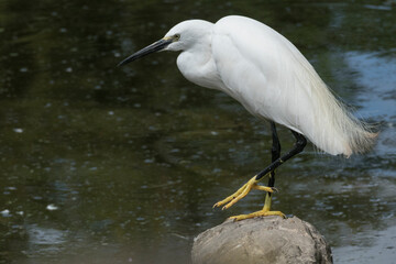 Little egret near to the pond
