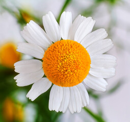 Chamomile flower macro close-up